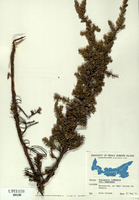 Juniperus communis-tn.jpg