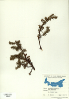 Juniperus communis-tn.jpg