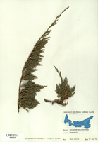 Juniperus horizontalis-tn.jpg