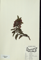 Kalmia angustifolia-tn.jpg