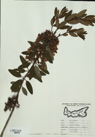 Kalmia angustifolia-tn.jpg