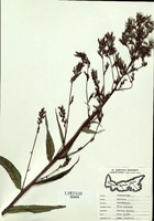 Lactuca canadensis-tn.jpg