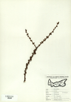 Larix laricina-tn.jpg