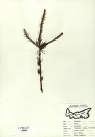 Larix laricina-tn.jpg