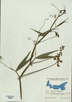 Lathyrus latifolius-tn.jpg