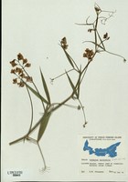 Lathyrus latifolius-tn.jpg