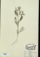 Lathyrus palustris-tn.jpg
