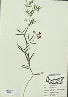 Lathyrus palustris-tn.jpg