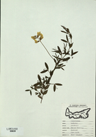 Lathyrus pratensis-tn.jpg