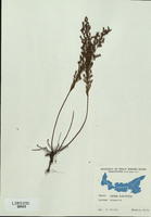 Leachea intermedia-tn.jpg