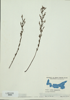 Leachea intermedia-tn.jpg