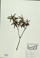Ledum groenlandicum-tn.jpg