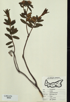 Ledum groenlandicum-tn.jpg
