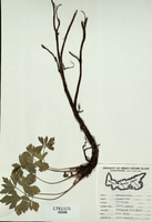 Ligusticum scothicum-tn.jpg
