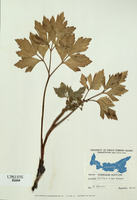 Ligusticum scothicum-tn.jpg