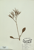 Limonium carolinianum-tn.jpg