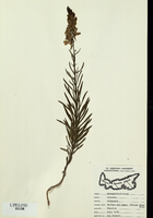 Linaria vulgaris-tn.jpg