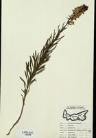 Linaria vulgaris-tn.jpg