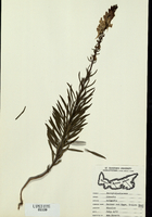 Linaria vulgaris-tn.jpg