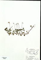 Linnaea borealis-tn.jpg