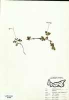 Linnaea borealis-tn.jpg