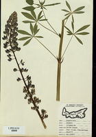 Lupinus polyphyllus-tn.jpg