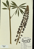 Lupinus polyphyllus-tn.jpg