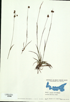 Luzula multiflora-tn.jpg
