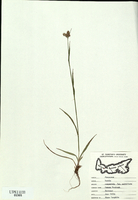 Luzula multiflora-tn.jpg