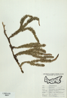 Lycopodium annotinum-tn.jpg