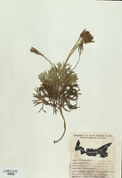 Lycopodium complanatum-tn.jpg