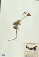 Lycopodium complanatum-tn.jpg