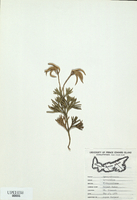 Lycopodium flabelliforme-tn.jpg