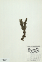 Lycopodium lucidulum-tn.jpg
