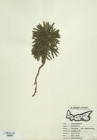 Lycopodium obscurum-tn.jpg