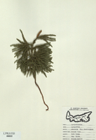 Lycopodium obscurum-tn.jpg