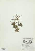Lycopodium sabinaefolium-tn.jpg