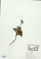 Lycopodium tristachyum-tn.jpg