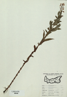 Lysimachia terrestris-tn.jpg