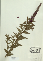 Lythrum salicaria-tn.jpg