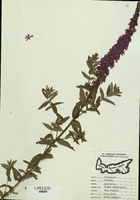 Lythrum salicaria-tn.jpg