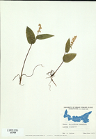 Maianthemum canadense-tn.jpg