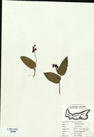 Maianthemum canadense-tn.jpg