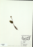 Malaxis unifolia-tn.jpg