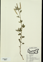 Melilotus alba-tn.jpg