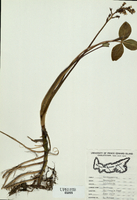 Menyanthes  trifoliata-tn.jpg