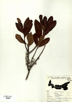 Myrica pensylvanica-tn.jpg