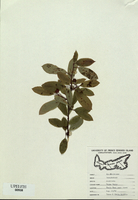 Nemopanthus mucronata-tn.jpg