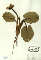 Nuphar variegatum-tn.jpg