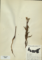 Oenothera biennis-tn.jpg